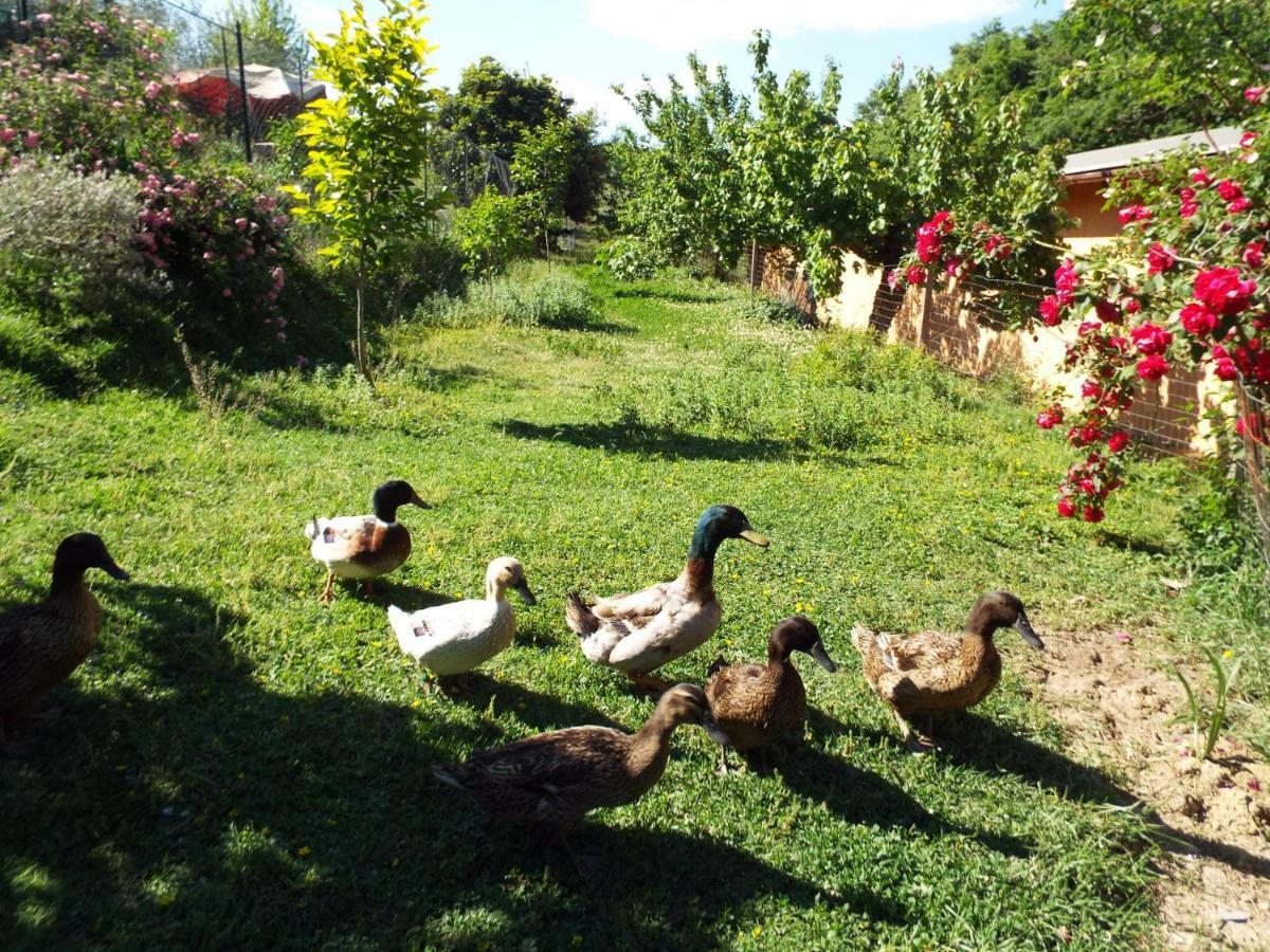 Agriturismo Frallarenza Ficulle Exterior foto